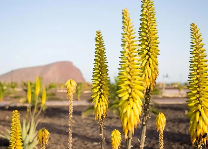 Апартаменты Luxury Ла-Техита